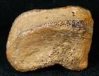 Bargain Dinosaur Bone - Tiny Hadrosaur Toe Bone #14011-1